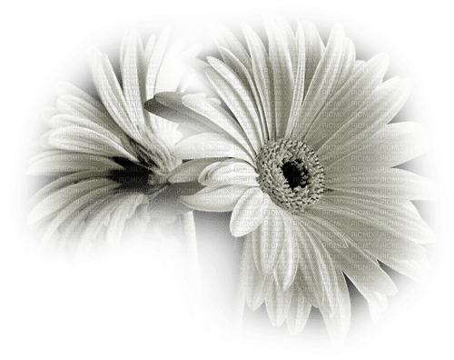 white chrysanthemum sunshine3 - PNG gratuit