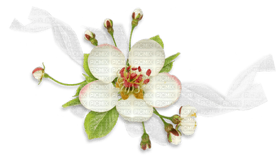 minou-white-flower-vita blommor - ingyenes png