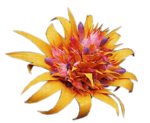 Rena Exotic Flower - ilmainen png