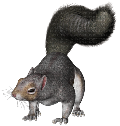 squirrel - besplatni png