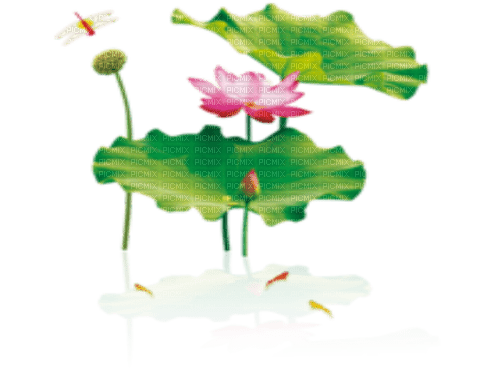 Lotus - png grátis