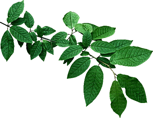 leaves - Gratis geanimeerde GIF