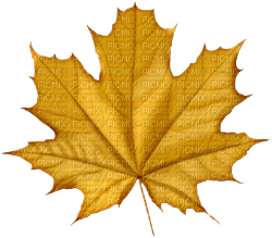 feuilles - nemokama png