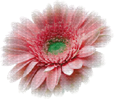 kwiat różowy - Ingyenes animált GIF