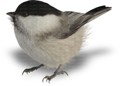 birds anastasia - png grátis