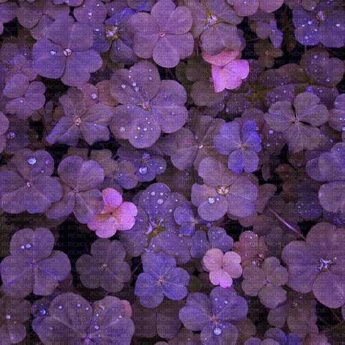 purple flowers - PNG gratuit