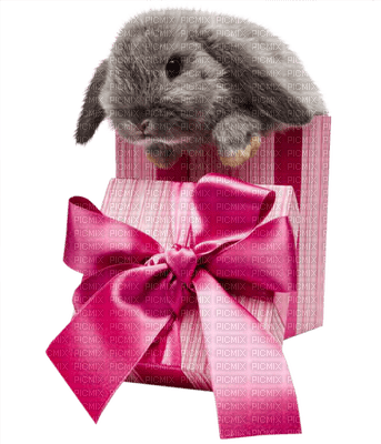 Kaz_Creations Easter Deco  Bunny Gift - безплатен png