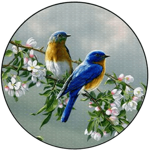 Frühling, Vögel, Blüten - Free PNG