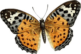 Kaz_Creations Butterfly - безплатен png
