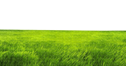 grass - 免费PNG