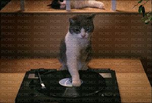 chat DJ - Ilmainen animoitu GIF
