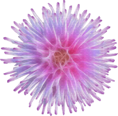 fleur ( - PNG gratuit