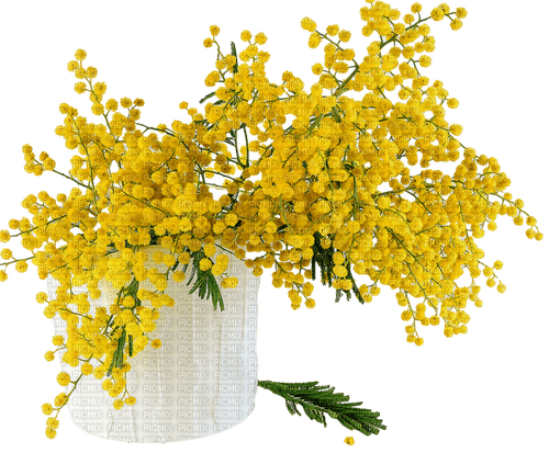 Mimosa.Yellow Flowers.Bouquet.Victoriabea - Free PNG