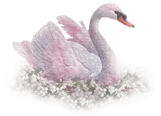 patymirabelle cygne - 無料png