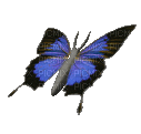 Papillon.Butterfly.Victoriabea - GIF animado gratis