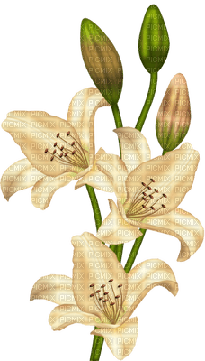 flowers katrin - Free PNG