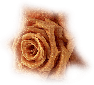 dolceluna orange rose flower - Free PNG