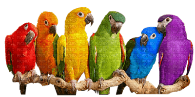 Perroquets ** - PNG gratuit