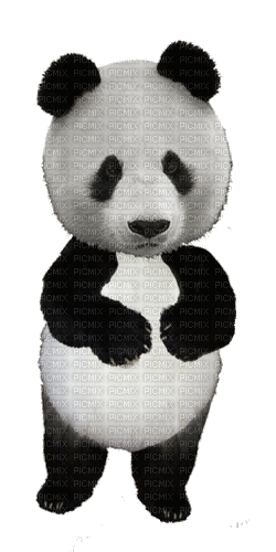 Panda - Darmowy animowany GIF