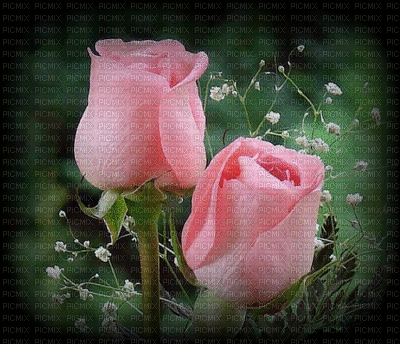 róże - Безплатен анимиран GIF