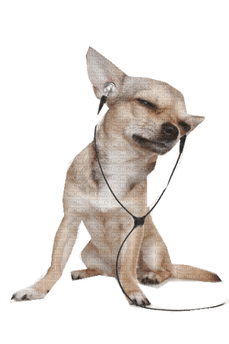 animal musique - PNG gratuit