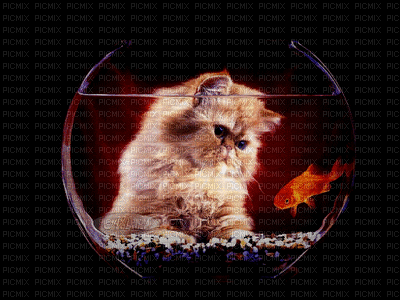 kote - Darmowy animowany GIF