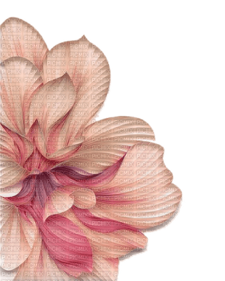 fleur rose.Cheyenne63 - PNG gratuit