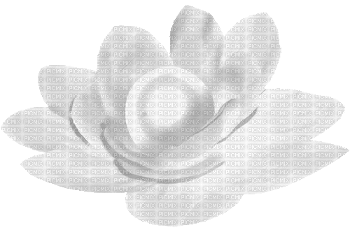 Animated.Flower.Pearl.White - By KittyKatLuv65 - Darmowy animowany GIF