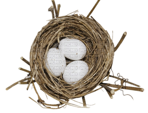 Bird Nest - δωρεάν png