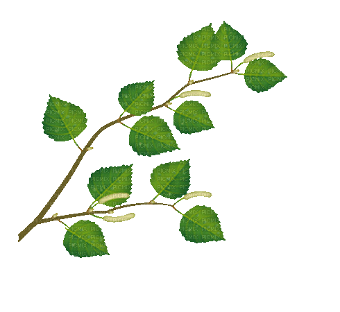 hojas  verdes gif dubravka4 - GIF เคลื่อนไหวฟรี