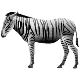 Kaz_Creations Zebra - zadarmo png