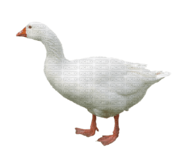 aves - δωρεάν png