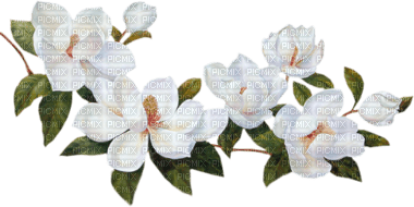 fleur jasmine - besplatni png