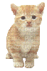 Chat.Cat.Gato.Victoriabea - Free animated GIF