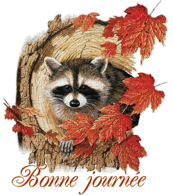 raccoon bp - GIF animasi gratis