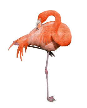 Kaz_Creations Flamingo - png ฟรี