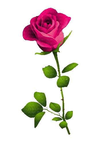 Цветок - GIF animasi gratis