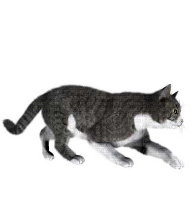 Kaz_Creations Cats Kittens Cat Kitten - darmowe png