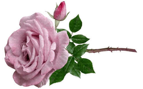 Purple Rose - ücretsiz png