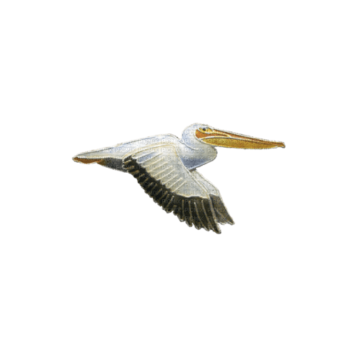 Pelican-RM - zdarma png