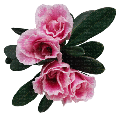 kukka, flower, fleur - δωρεάν png