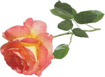 rose orange.Cheyenne63 - Безплатен анимиран GIF