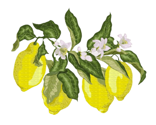 kikkapink lemon fruit deco png - фрее пнг