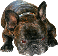 chien bulldog - GIF animado gratis