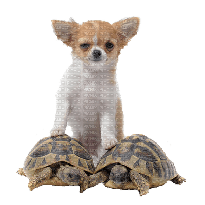 Kaz_Creations Dogs Dog Pup 🐶 Tortoise - PNG gratuit