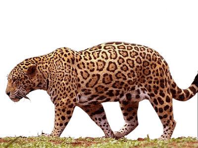jaguar bp - бесплатно png