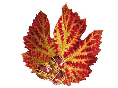 Herbst, Blatt, Kastanien - безплатен png