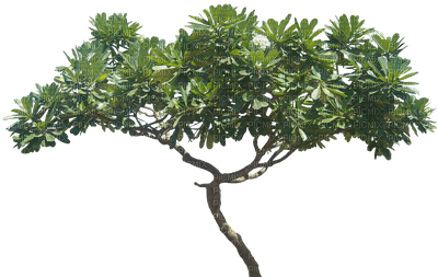 trees bp - PNG gratuit