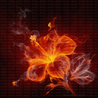 Olfa.feux.Flower - GIF animé gratuit