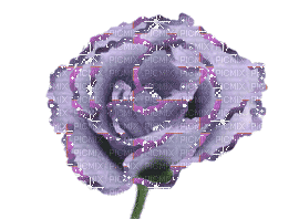 rose - Δωρεάν κινούμενο GIF